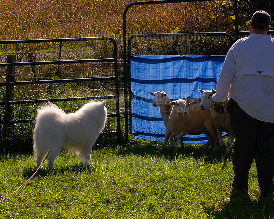 SCA2019_HERDING-0946