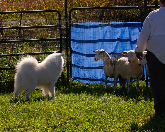 SCA2019_HERDING-0947