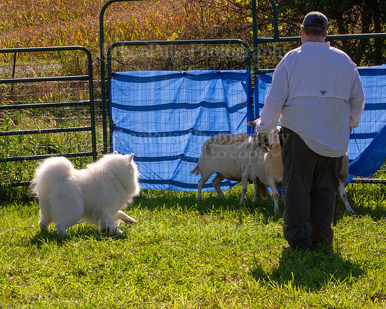 SCA2019_HERDING-0948