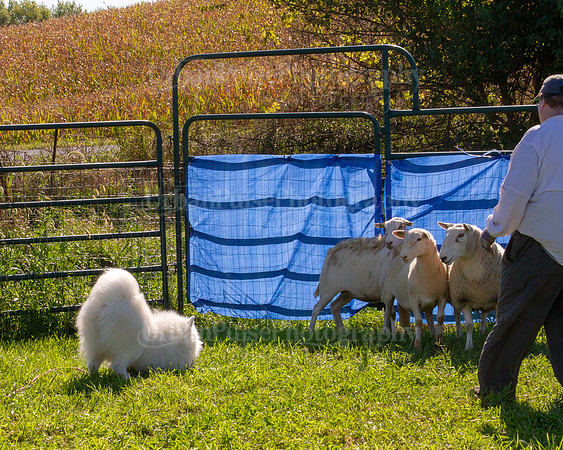 SCA2019_HERDING-0949