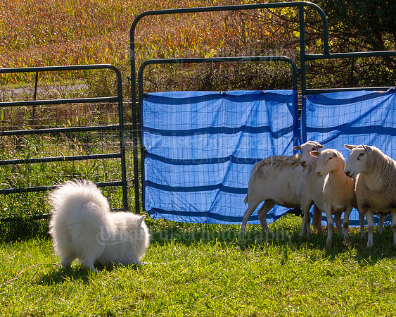 SCA2019_HERDING-0950