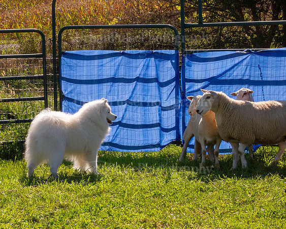 SCA2019_HERDING-0951