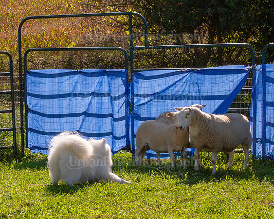 SCA2019_HERDING-0952