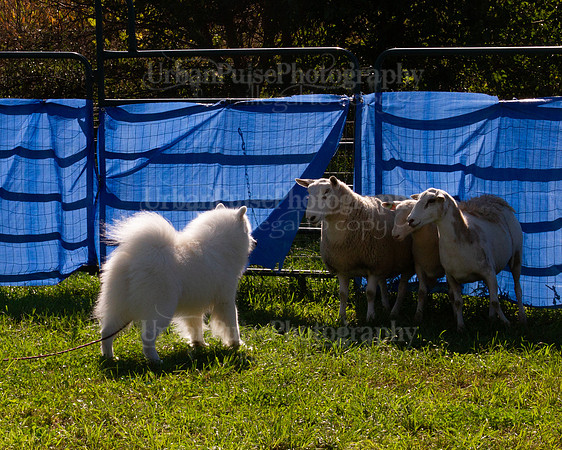 SCA2019_HERDING-0953