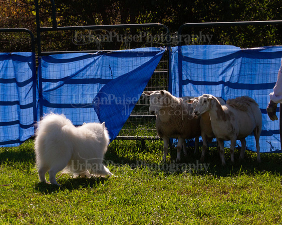 SCA2019_HERDING-0954
