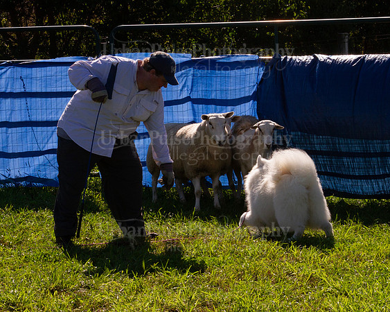 SCA2019_HERDING-0955