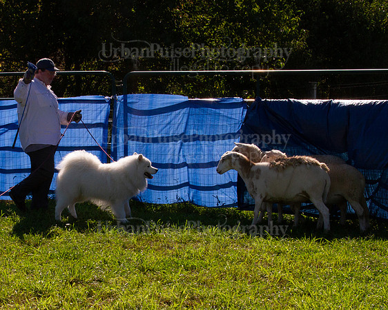 SCA2019_HERDING-0956