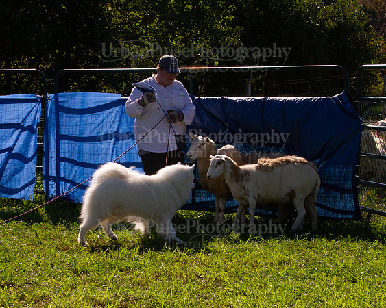 SCA2019_HERDING-0957