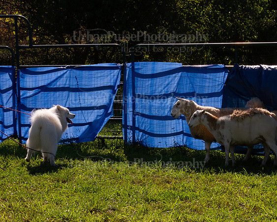 SCA2019_HERDING-0958