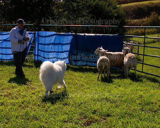 SCA2019_HERDING-0959