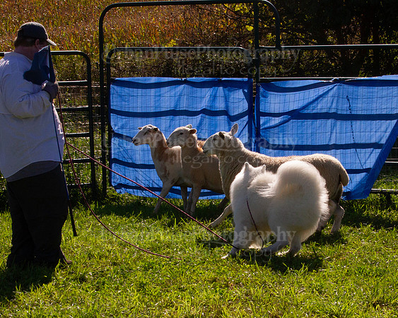 SCA2019_HERDING-0960