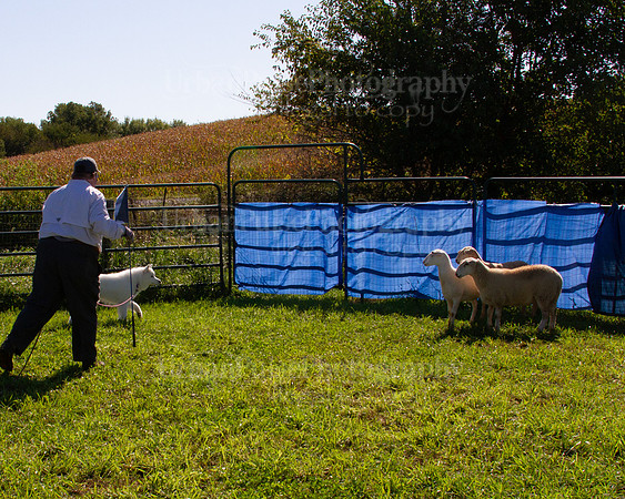 SCA2019_HERDING-0962