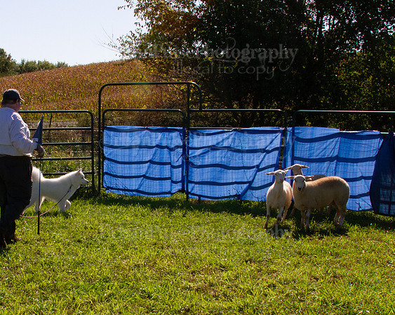 SCA2019_HERDING-0963