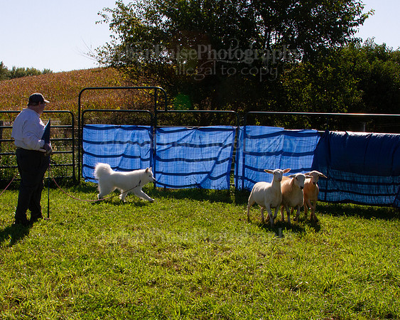 SCA2019_HERDING-0964