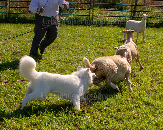 SCA2019_HERDING-0966