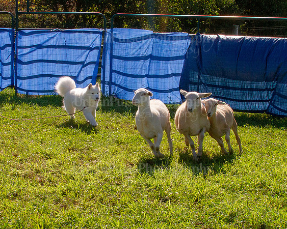 SCA2019_HERDING-0965