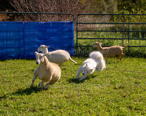 SCA2019_HERDING-0967