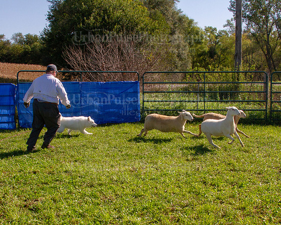 SCA2019_HERDING-0968