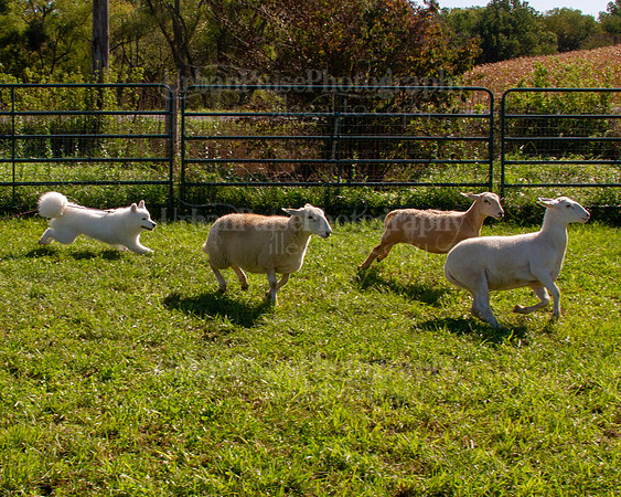 SCA2019_HERDING-0969