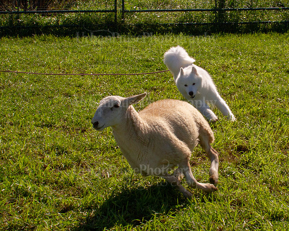 SCA2019_HERDING-0970