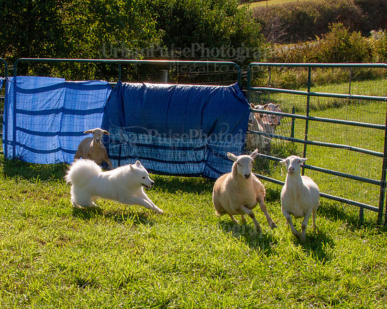 SCA2019_HERDING-0971