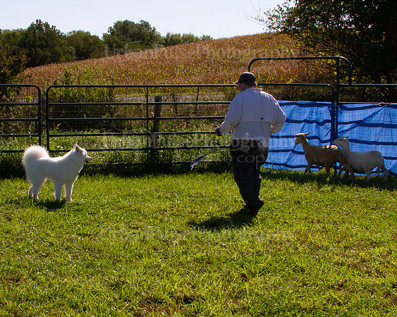SCA2019_HERDING-0972