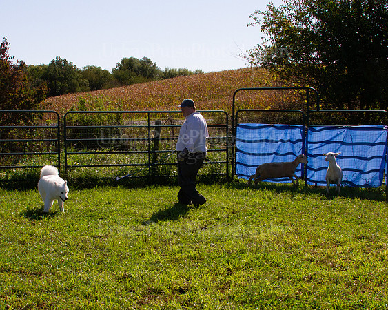 SCA2019_HERDING-0973