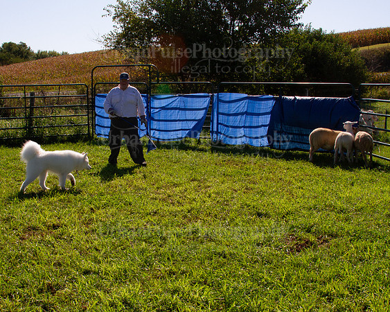 SCA2019_HERDING-0974