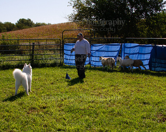 SCA2019_HERDING-0975