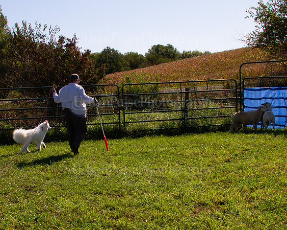 SCA2019_HERDING-0976