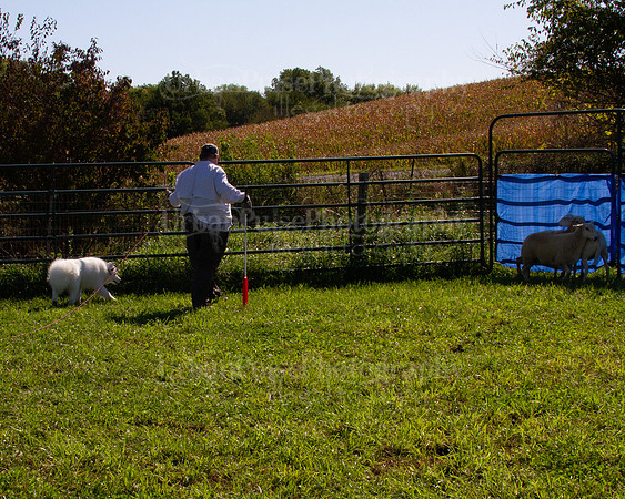 SCA2019_HERDING-0977