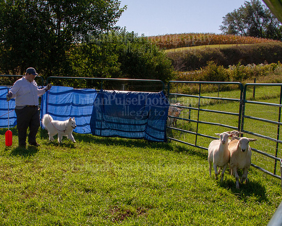 SCA2019_HERDING-0978
