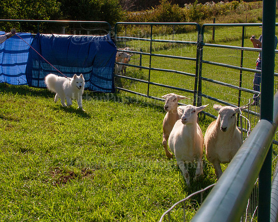 SCA2019_HERDING-0979