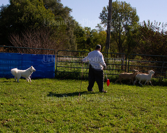 SCA2019_HERDING-0980
