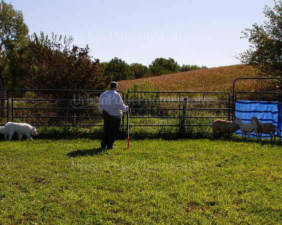 SCA2019_HERDING-0981