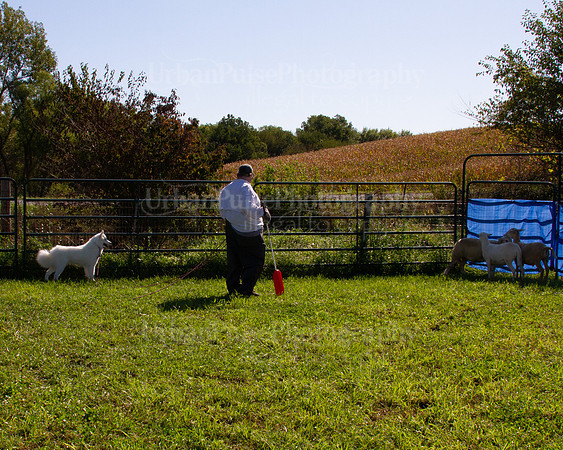 SCA2019_HERDING-0982