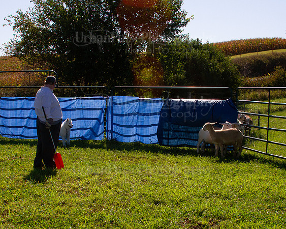 SCA2019_HERDING-0983