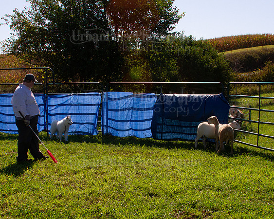 SCA2019_HERDING-0984