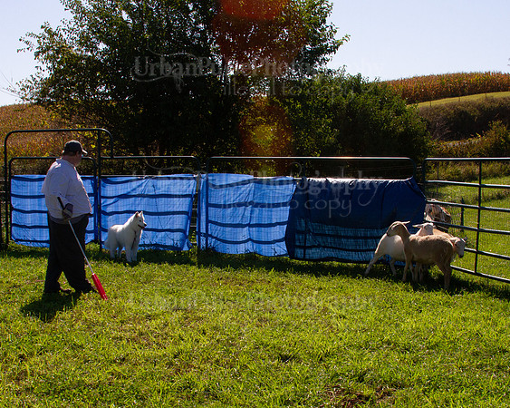 SCA2019_HERDING-0985