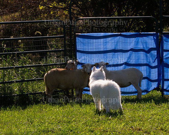 SCA2019_HERDING-0987