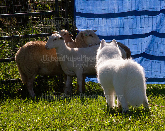 SCA2019_HERDING-0988