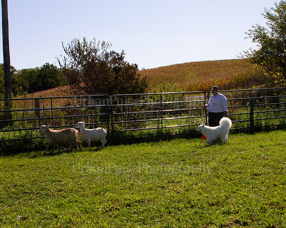 SCA2019_HERDING-0989
