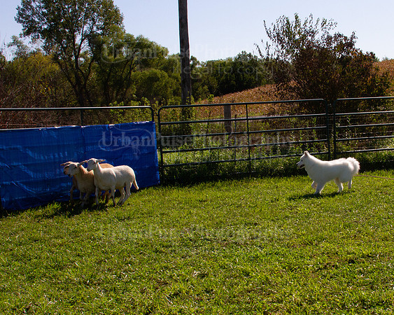 SCA2019_HERDING-0990