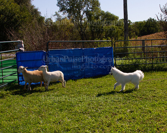 SCA2019_HERDING-0991