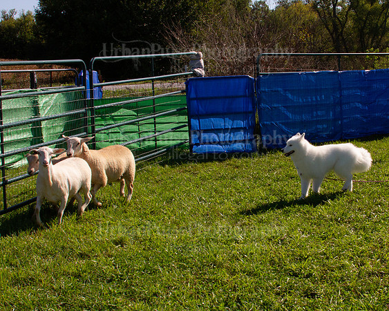 SCA2019_HERDING-0992