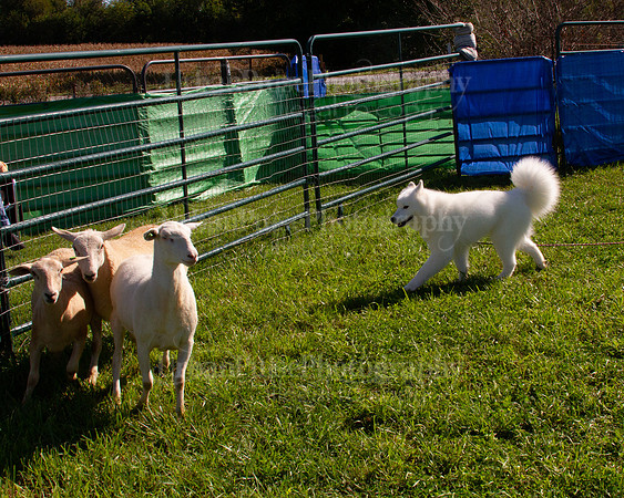 SCA2019_HERDING-0993