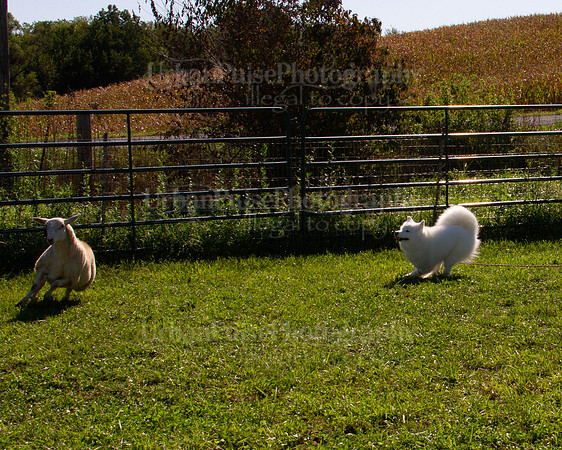 SCA2019_HERDING-0994