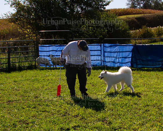 SCA2019_HERDING-0995