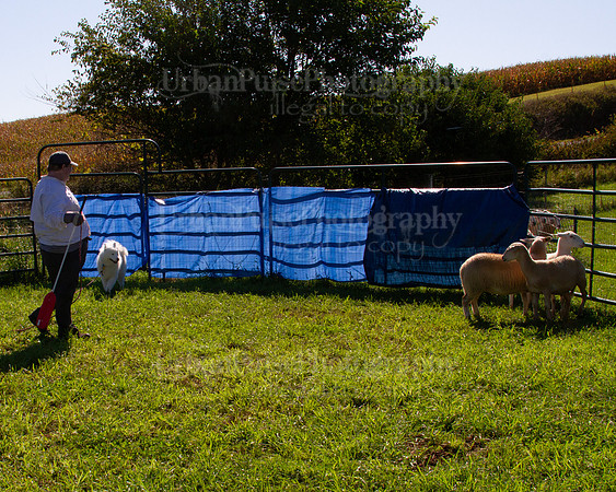 SCA2019_HERDING-1002
