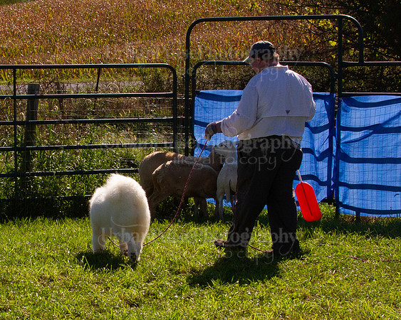 SCA2019_HERDING-1003